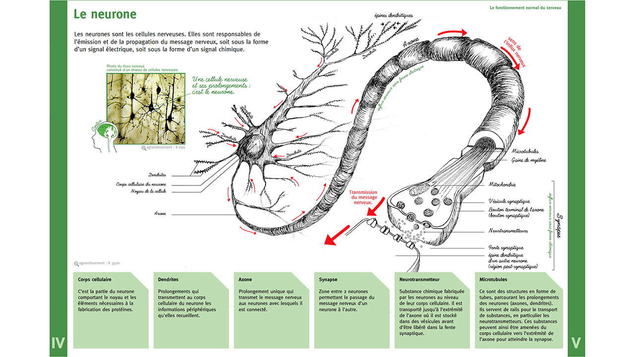 Image - abecedaireneuro08