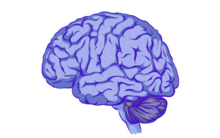 Image - Le cerveau