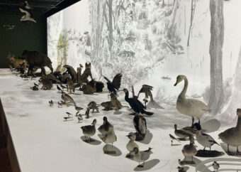 Image - Le cyclorama sur l&rsquo;écosystème du Rhin au musée zoologique de Strasbourg