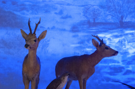 Image - Le cyclorama sur l&rsquo;écosystème du Rhin au musée zoologique de Strasbourg